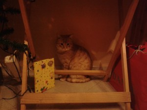 Bartolomeo terrorizzato per gli botti del capodanno